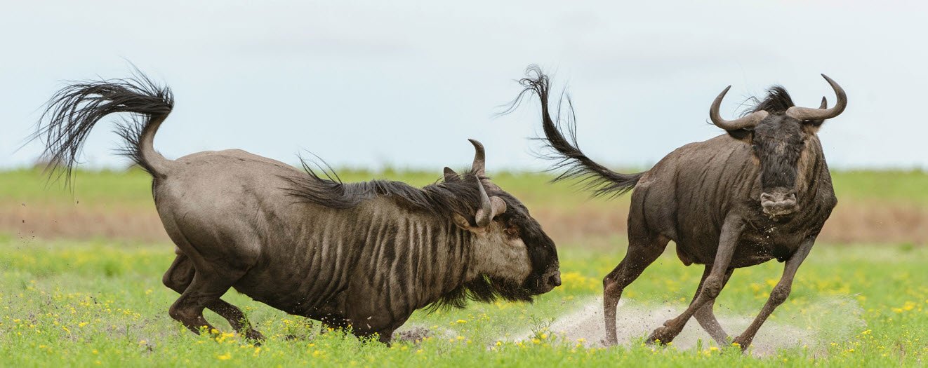 Liuwa Plain National Park, Western Province (Kalabo), Zambia